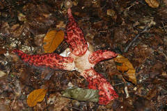 Clathrus archeri / Tintenfischpilz / Phallaceae / Stinkmorchelverwandte