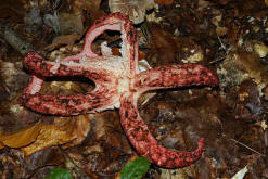 Clathrus archeri / Tintenfischpilz / Phallaceae / Stinkmorchelverwandte