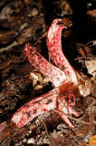 Clathrus archeri / Tintenfischpilz / Phallaceae / Stinkmorchelverwandte