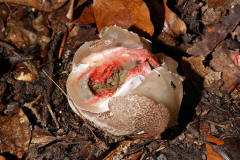 Clathrus archeri / Tintenfischpilz / Phallaceae / Stinkmorchelverwandte