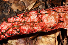 Clathrus archeri / Tintenfischpilz / Phallaceae / Stinkmorchelverwandte