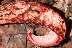 Clathrus archeri / Tintenfischpilz / Phallaceae / Stinkmorchelverwandte