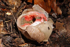 Clathrus archeri / Tintenfischpilz / Phallaceae / Stinkmorchelverwandte