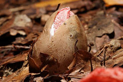 Clathrus archeri / Tintenfischpilz (Hexenei) / Phallaceae / Stinkmorchelverwandte