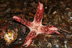 Clathrus archeri / Tintenfischpilz / Phallaceae / Stinkmorchelverwandte