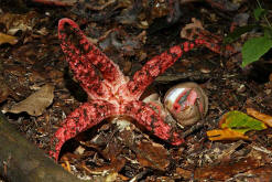 Clathrus archeri / Tintenfischpilz / Phallaceae / Stinkmorchelverwandte