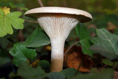 Clitocybe geotropa / Mnchskopf / Tricholomataceae / Ritterlingsverwandte