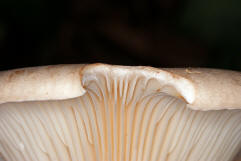 Clitocybe geotropa / Mnchskopf / Tricholomataceae / Ritterlingsverwandte