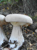 Clitocybe nebularis / Nebelgrauer Trichterling / Tricholomataceae / Ritterlingsverwandte