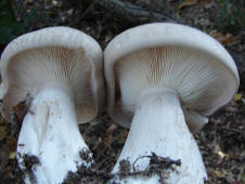 Clitocybe nebularis / Nebelgrauer Trichterling / Tricholomataceae / Ritterlingsverwandte