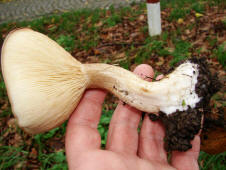 Clitocybe nebularis / Nebelgrauer Trichterling / Tricholomataceae / Ritterlingsverwandte