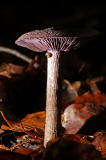 Cortinarius violaceus / Dunkelvioletter Schleierling / Cortinariaceae / Schleierlingsverwandte