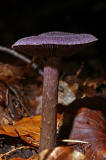 Cortinarius violaceus / Dunkelvioletter Schleierling / Cortinariaceae / Schleierlingsverwandte