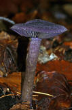 Cortinarius violaceus / Dunkelvioletter Schleierling / Cortinariaceae / Schleierlingsverwandte