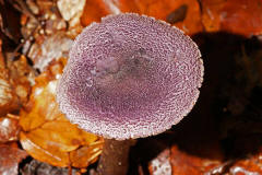 Cortinarius violaceus / Dunkelvioletter Schleierling / Cortinariaceae / Schleierlingsverwandte