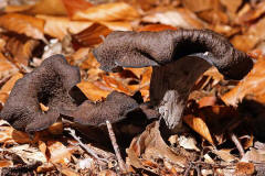 Craterellus cornucopioides / Totentrompete / Herbsttrompete / Cantharellaceae / Pfifferlingsverwandte