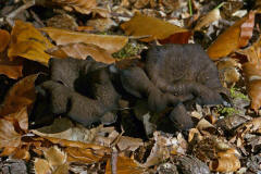 Craterellus cornucopioides / Totentrompete / Herbsttrompete / Cantharellaceae / Pfifferlingsverwandte