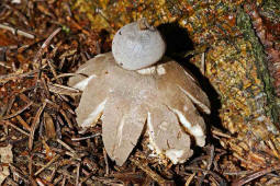 Geastrum pectinatum / Kamm-Erdstern / Geastraceae / Erdsternverwandte