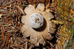 Geastrum pectinatum / Kamm-Erdstern / Geastraceae / Erdsternverwandte