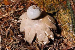 Geastrum pectinatum / Kamm-Erdstern / Geastraceae / Erdsternverwandte