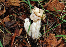 Helvella crispa / Herbst-Lorchel / Krause Lorchel / Helvellaceae / Lorchelverwandte