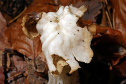Helvella crispa / Herbst-Lorchel / Krause Lorchel / Helvellaceae / Lorchelverwandte