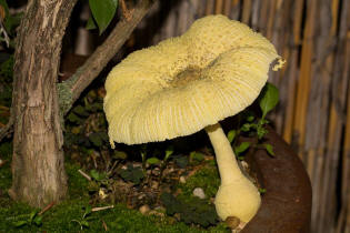 Leucocoprinus birnbaumii / Gelber Faltenschirmling / Agaricaceae / Champignonverwandte