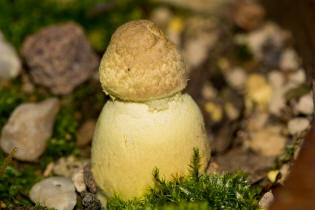 Leucocoprinus birnbaumii / Gelber Faltenschirmling / Agaricaceae / Champignonverwandte