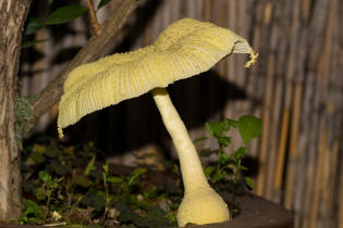 Leucocoprinus birnbaumii / Gelber Faltenschirmling / Agaricaceae / Champignonverwandte