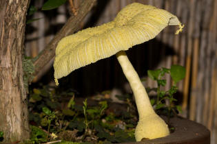 Leucocoprinus birnbaumii / Gelber Faltenschirmling / Agaricaceae / Champignonverwandte