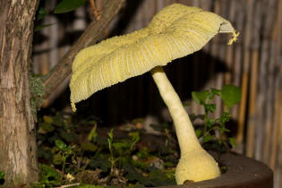 Leucocoprinus birnbaumii / Gelber Faltenschirmling / Agaricaceae / Champignonverwandte