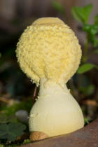 Leucocoprinus birnbaumii / Gelber Faltenschirmling / Agaricaceae / Champignonverwandte