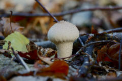 Lycoperdon perlatum / Flaschenstubling / Flaschenbovist / Agaricaceae / Champignonverwandte