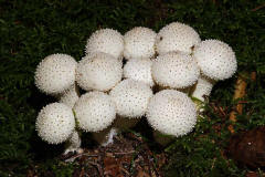 Lycoperdon perlatum / Flaschenstubling / Flaschenbovist / Agaricaceae / Champignonverwandte