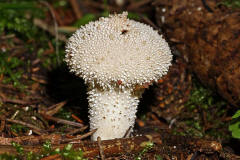 Lycoperdon perlatum / Flaschenstubling / Flaschenbovist / Agaricaceae / Champignonverwandte