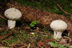 Lycoperdon perlatum / Flaschenstubling / Flaschenbovist / Agaricaceae / Champignonverwandte