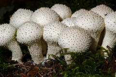 Lycoperdon perlatum / Flaschenstubling / Flaschenbovist / Agaricaceae / Champignonverwandte