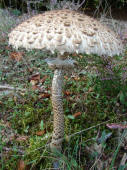 Macrolepiota procera / Parasol / Riesen-Schirmpilz / Agaricaceae / Champignonverwandte