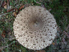 Macrolepiota procera / Parasol / Riesen-Schirmpilz / Agaricaceae / Champignonverwandte