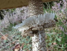 Macrolepiota procera / Parasol / Riesen-Schirmpilz / Agaricaceae / Champignonverwandte