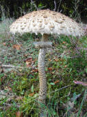 Macrolepiota procera / Parasol / Riesen-Schirmpilz / Agaricaceae / Champignonverwandte