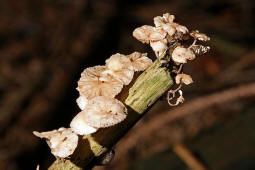 Marasmiellus ramealis / stchen-Schwindling / Marasmiaceae / Schwindlingsverwandte