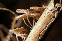 Marasmiellus ramealis / stchen-Schwindling / Marasmiaceae / Schwindlingsverwandte