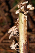 Marasmiellus ramealis / stchen-Schwindling / Marasmiaceae / Schwindlingsverwandte