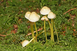 Mycena epipterygia / Gummi-Helmling / Mycenaceae / Helmlingsverwandte