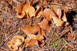 Otidea alutacea / Lederfarbiger hrling / Pyronemataceae / Feuerkissenverwandte