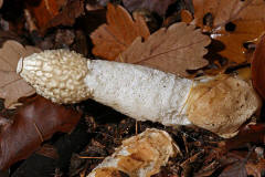 Phallus impudicus / Gemeine Stinkmorchel / Phallaceae / Stinkmorchelverwandte