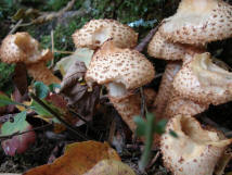 Pholiota squarrosa / Sparriger Schppling / Strophariaceae / Truschlingsverwandte