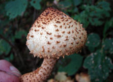 Pholiota squarrosa / Sparriger Schppling / Strophariaceae / Truschlingsverwandte