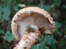 Pholiota squarrosa / Sparriger Schppling / Strophariaceae / Truschlingsverwandte